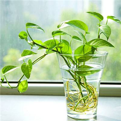 诸天鸿蒙树